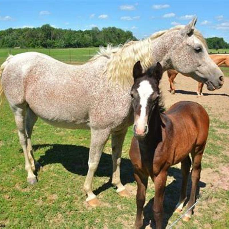 What are Dutch horses called?
