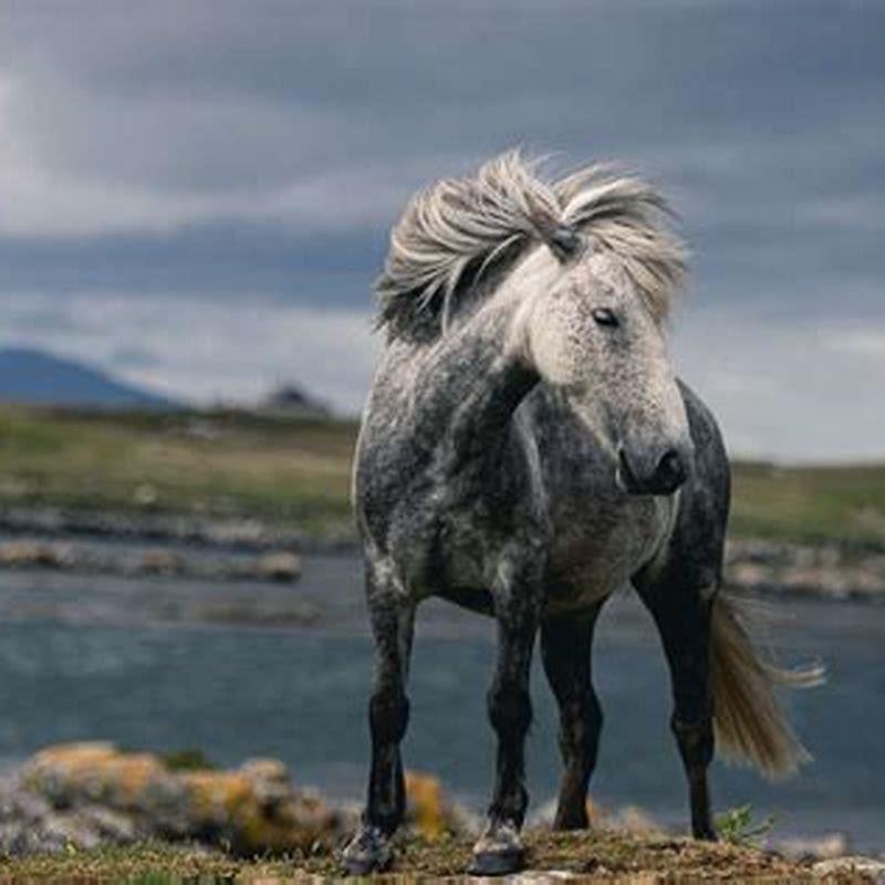 What are Eriskay ponies used for? - DIY Seattle