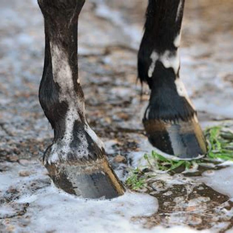 What are horse ergots made of?