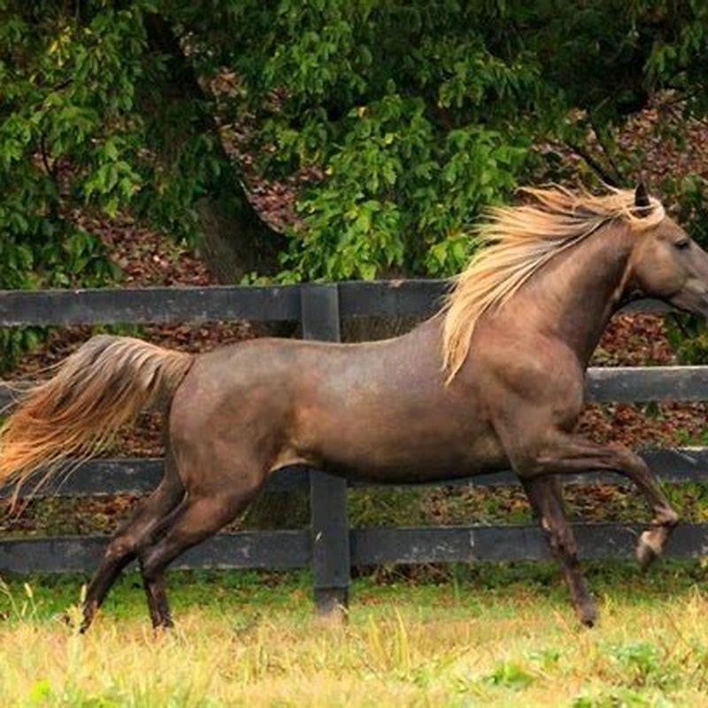 What are Kentucky Mountain saddle horses used for?