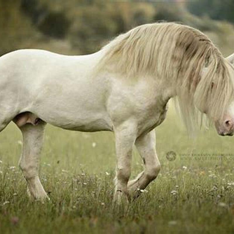 What are North Swedish horses good for?