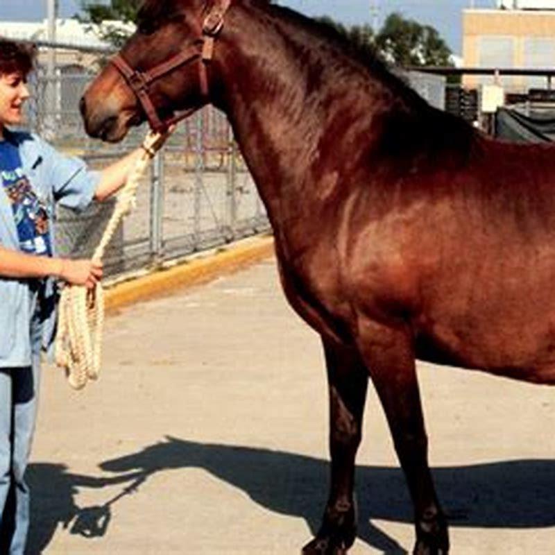 What are parent horses called?