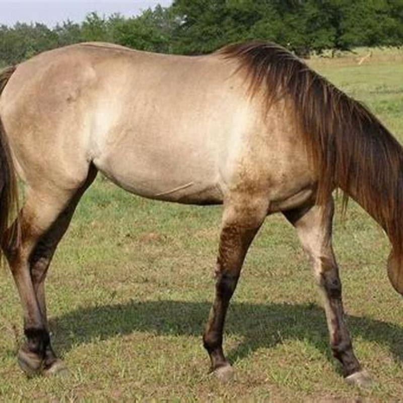 What are Quarter Horses mainly used for?