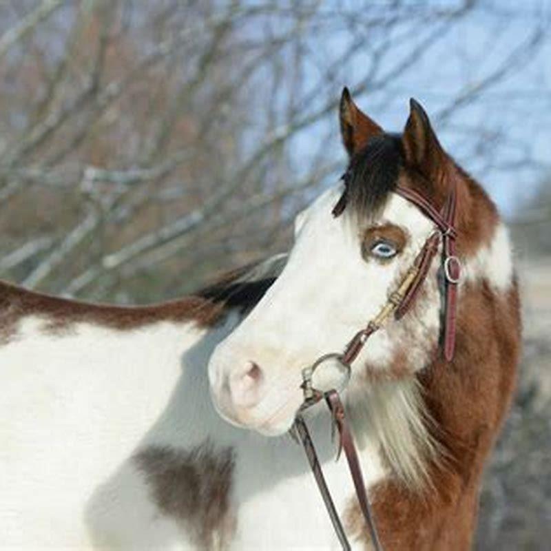 what-are-the-colors-of-horses-diy-seattle