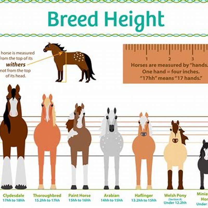What are the different sizes of horses?