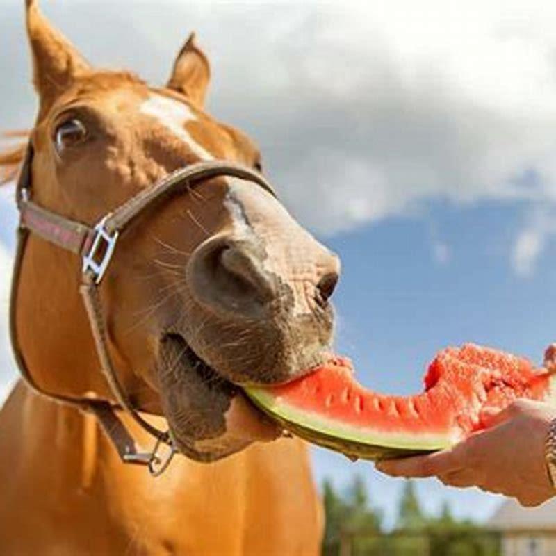 what-are-the-healthiest-horse-treats-diy-seattle