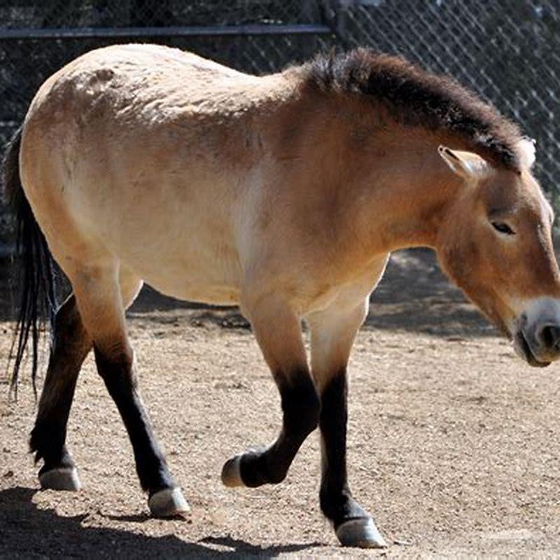 What are the Mongolian horses called?