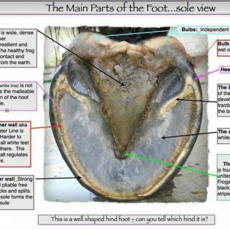 What are the parts of a horses hoof? - DIY Seattle