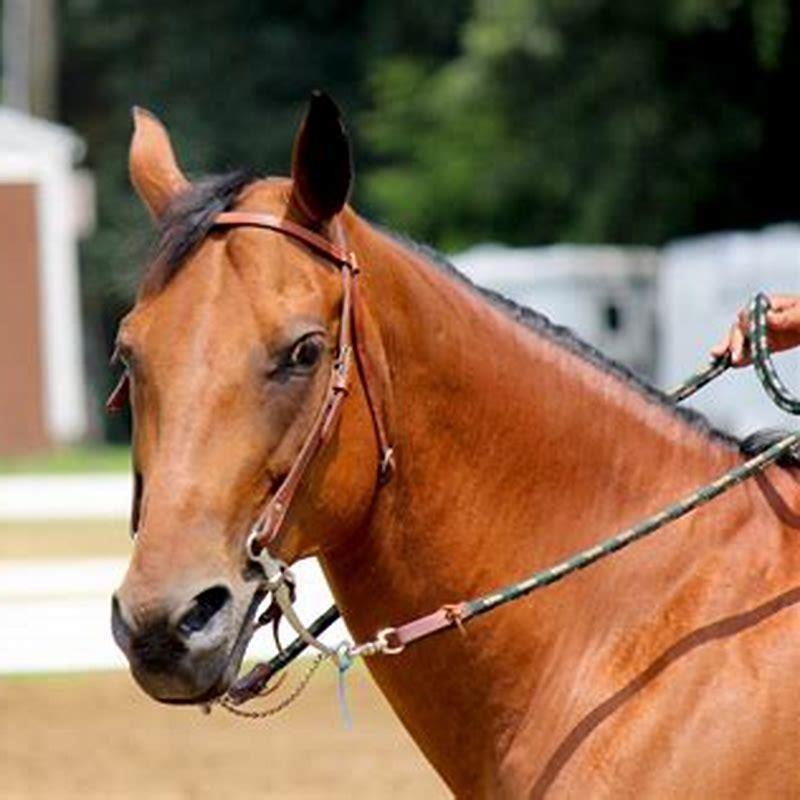 how tall should my horse be calculator