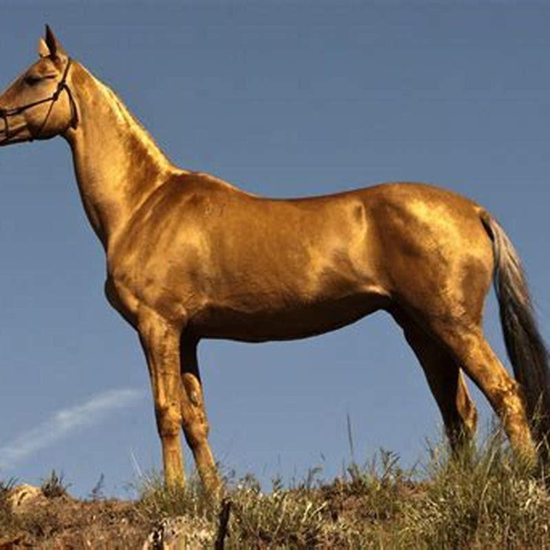 What breed are Turkish horses?