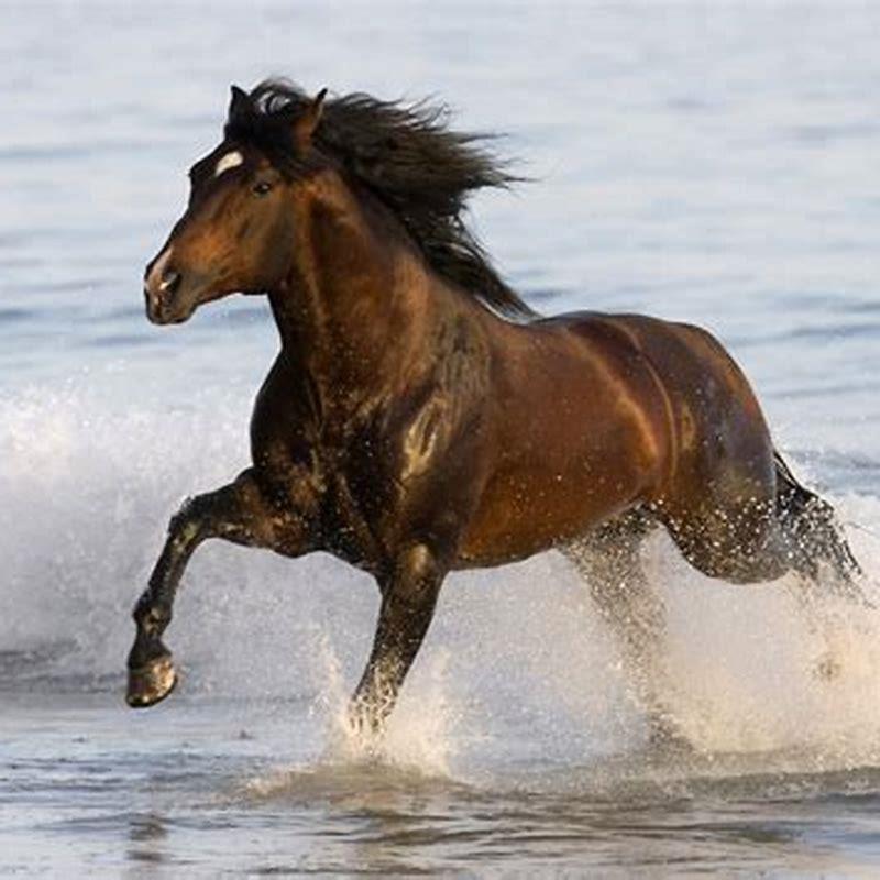 What breed is a Azteca Horse?