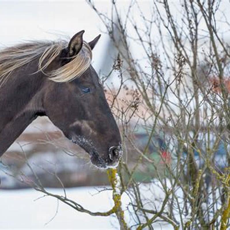 what-breed-is-a-mountain-horse-diy-seattle