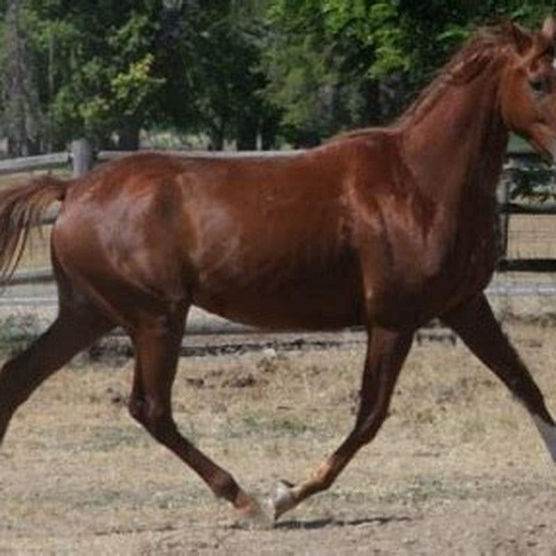 What breed of horse did the Cossacks ride?