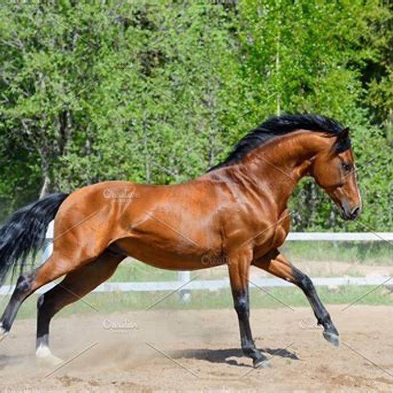 What breed of horse is a bay?