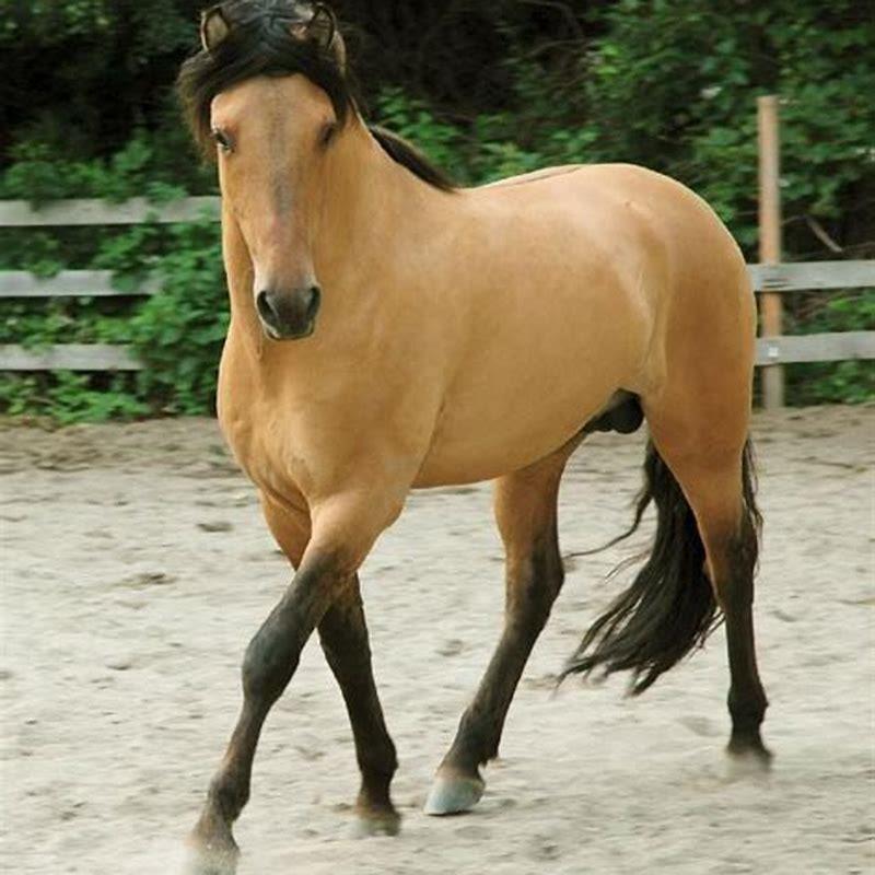 What breed of horse is spirit?