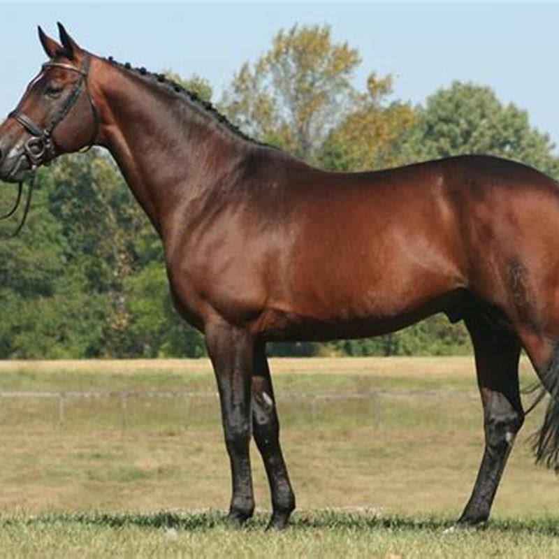 What breeds make a Hanoverian horse?