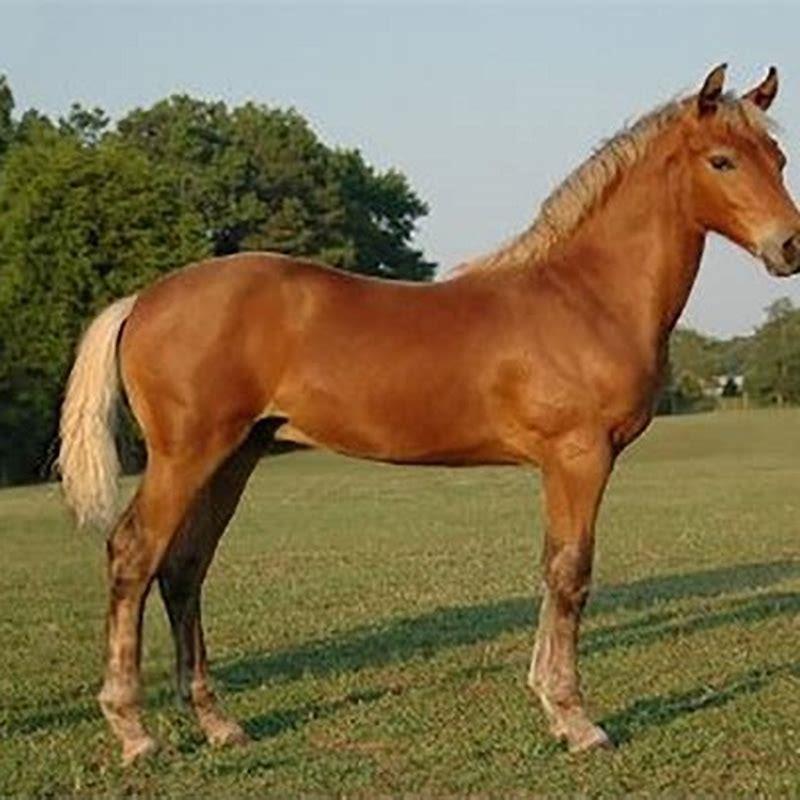 What breeds make a Morgan horse?