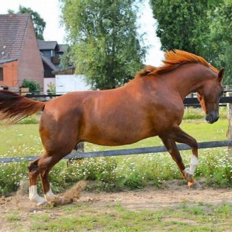 What causes chestnuts on horses?
