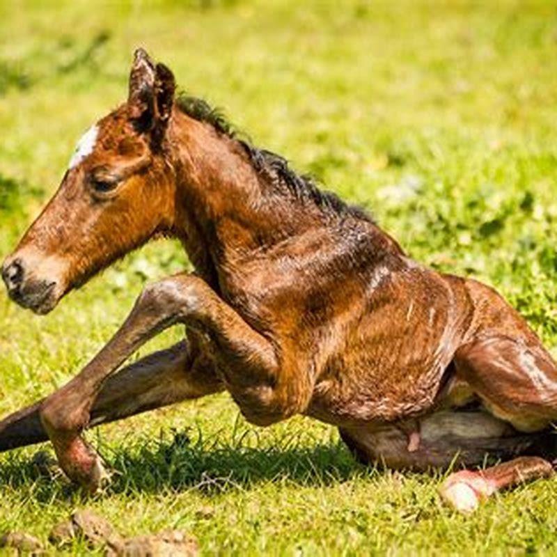 What causes founder in a horse?