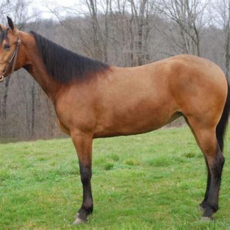 What color of horse is Spirit?