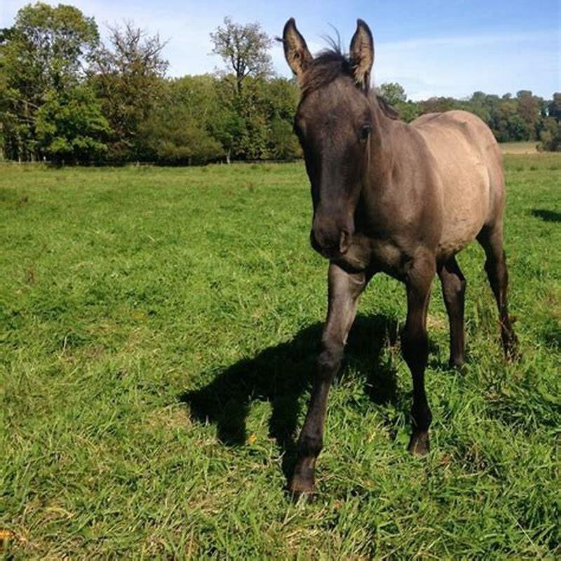 What Colour Are Dun Foals Born DIY Seattle What Colour Are Dun Foals Born DIY Seattle