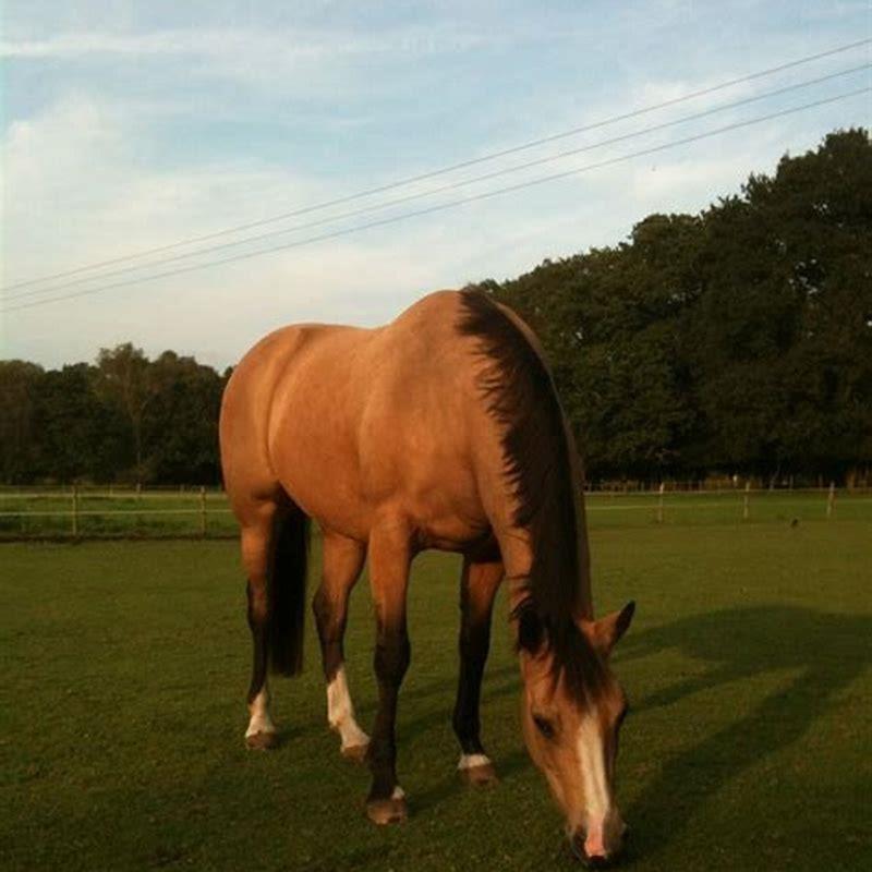 What do dappled horses look like?