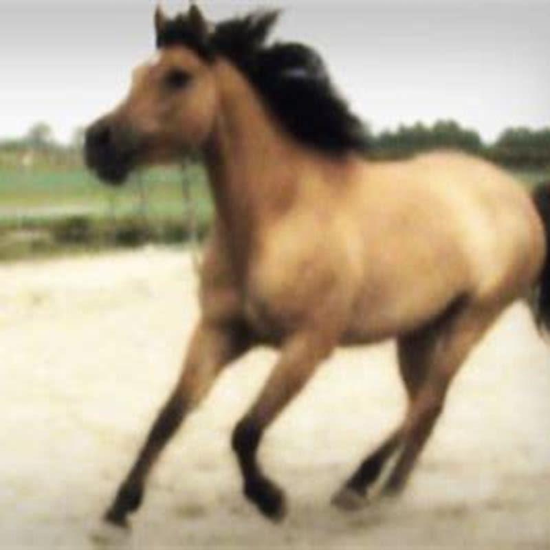 What do you need to own your own horse?