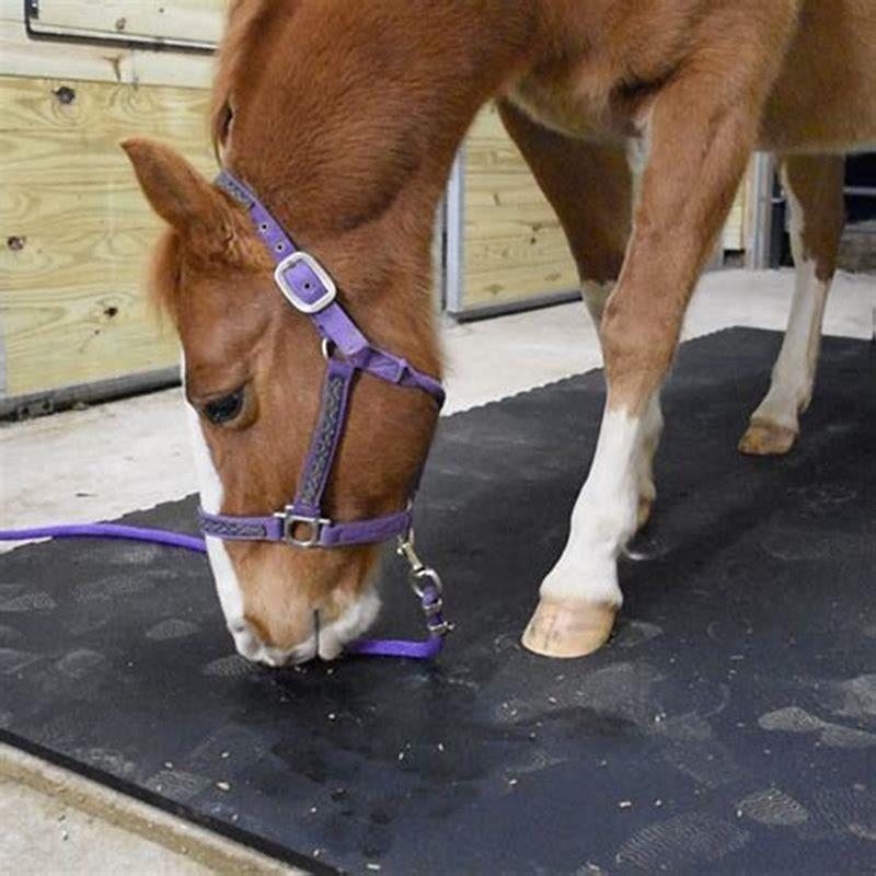 What do you put under horse stall mats? - DIY Seattle