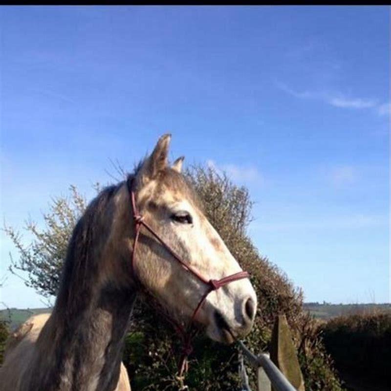 What does a Draught horse do?