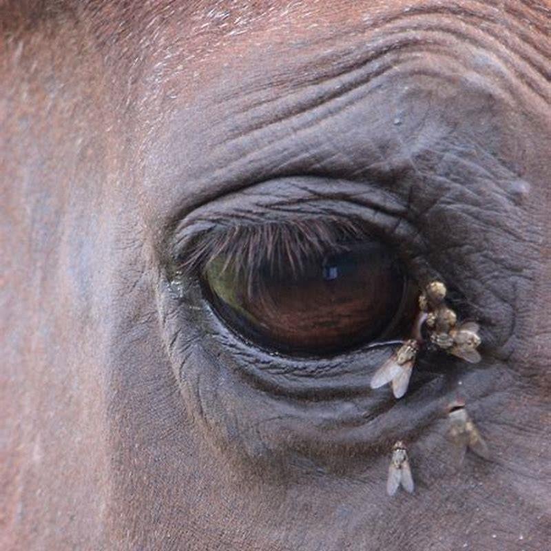 what-does-a-horse-fly-bite-look-like-on-a-horse-diy-seattle