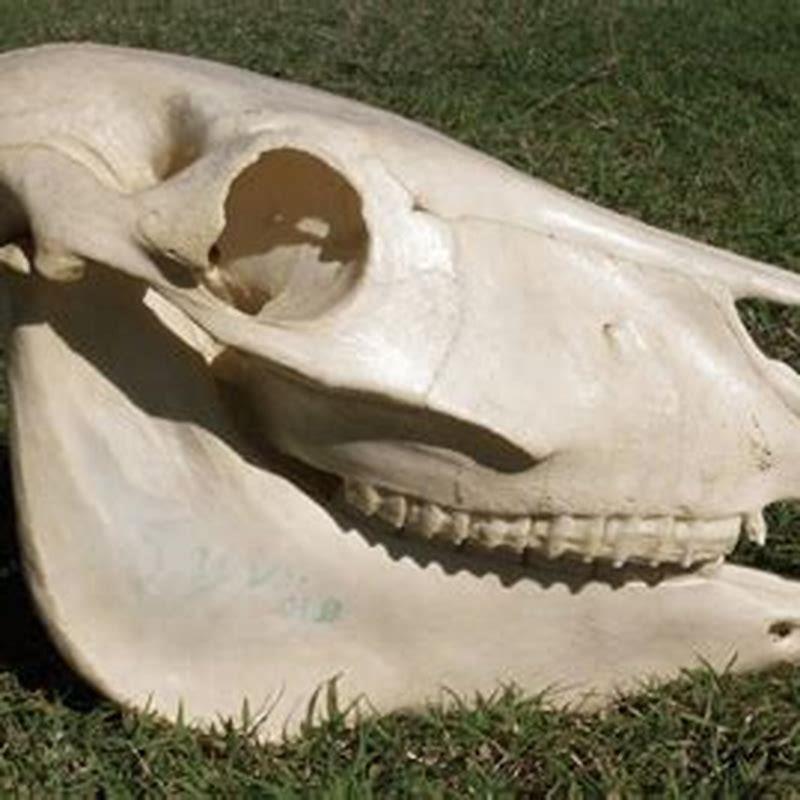 What does a horse skull symbolize?