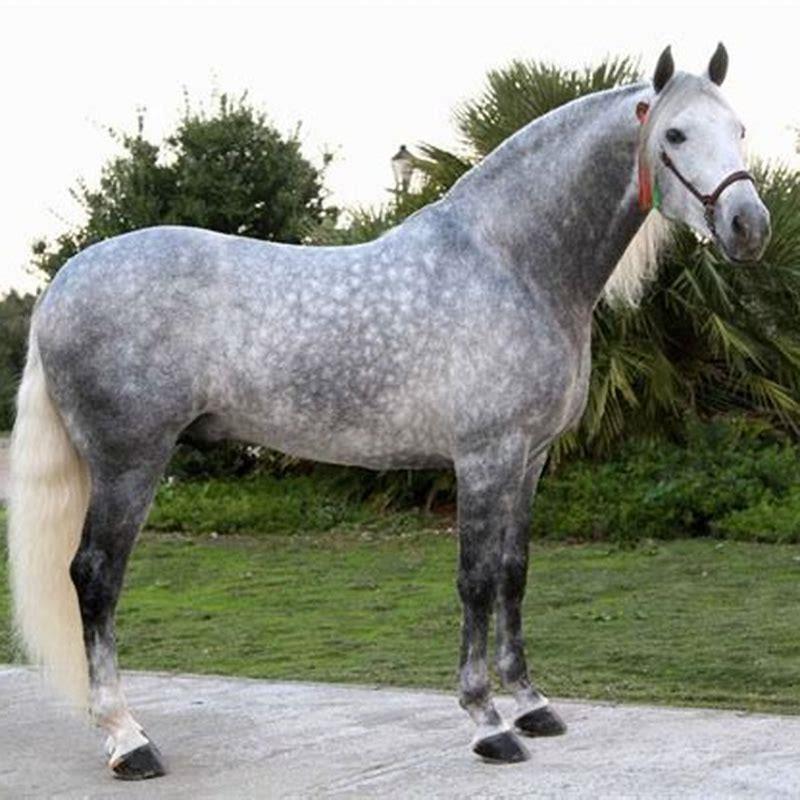 What does dapple mean in horses?