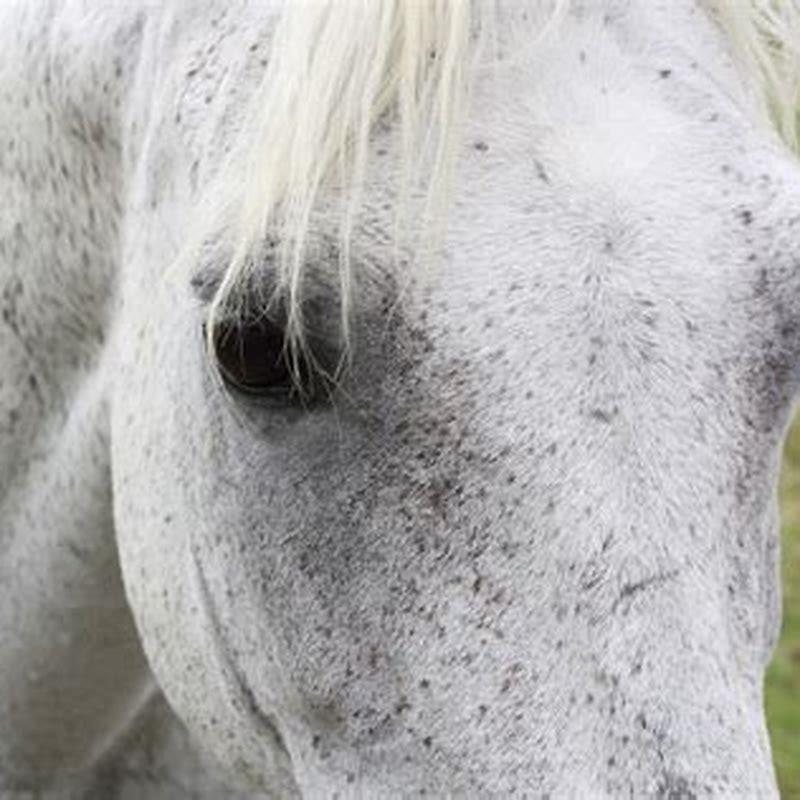 what-does-flea-bitten-mare-mean-diy-seattle