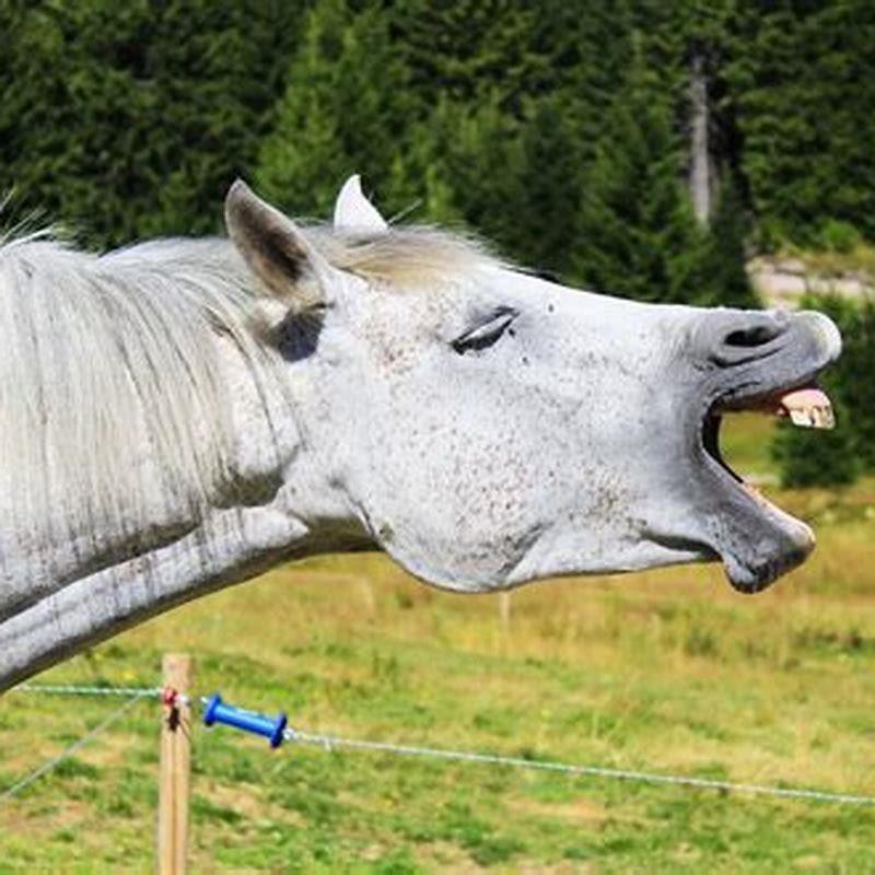 What does it mean when a horse yawns?