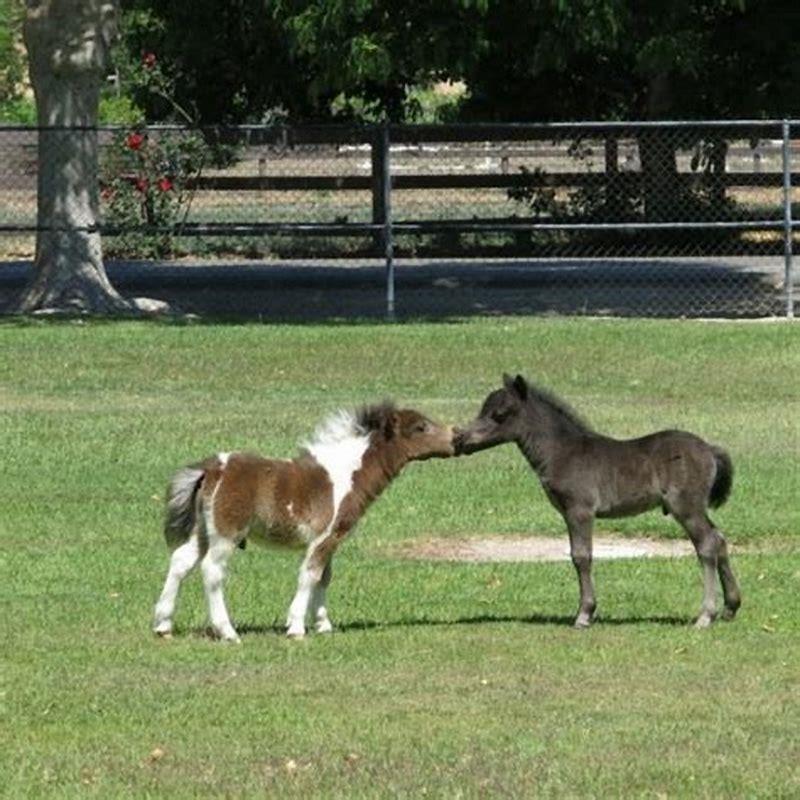 What Does It Mean When A Horses Poll Is Out DIY Seattle