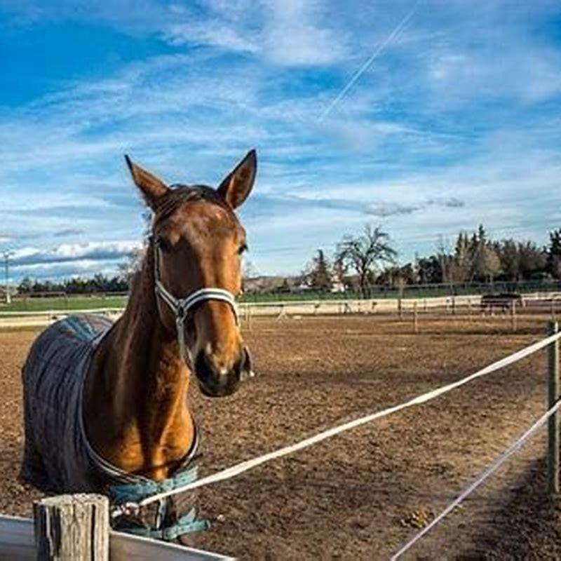 What Feed Is Best For Weight Gain In Horses