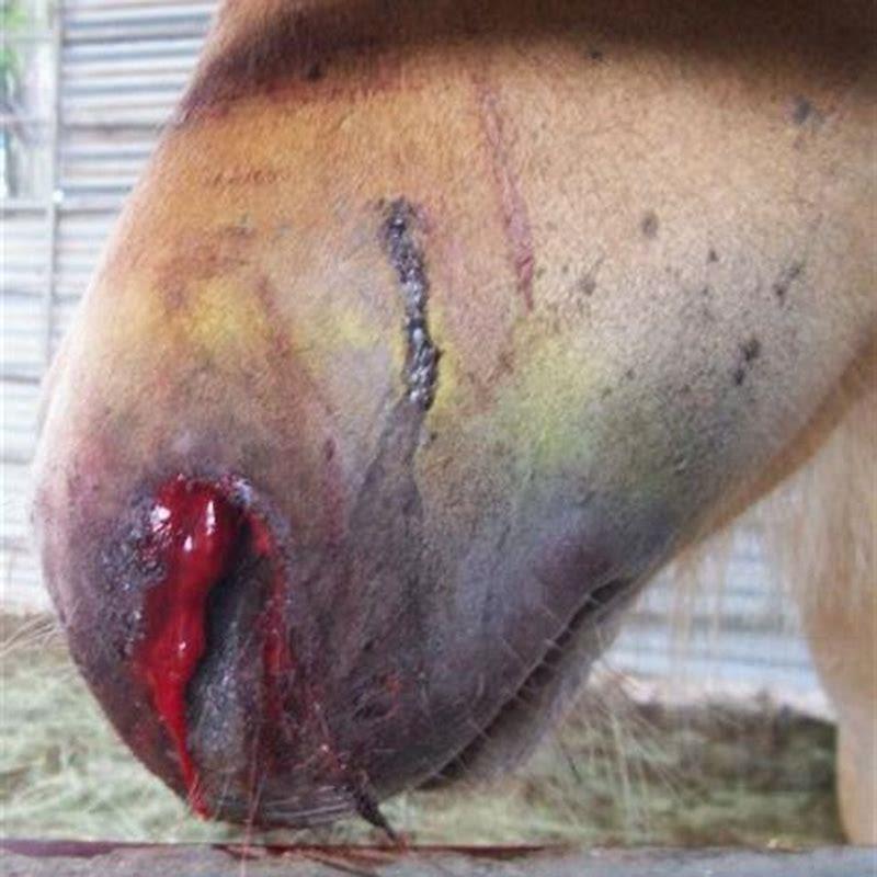 What happens when a horse fly bites a horse?