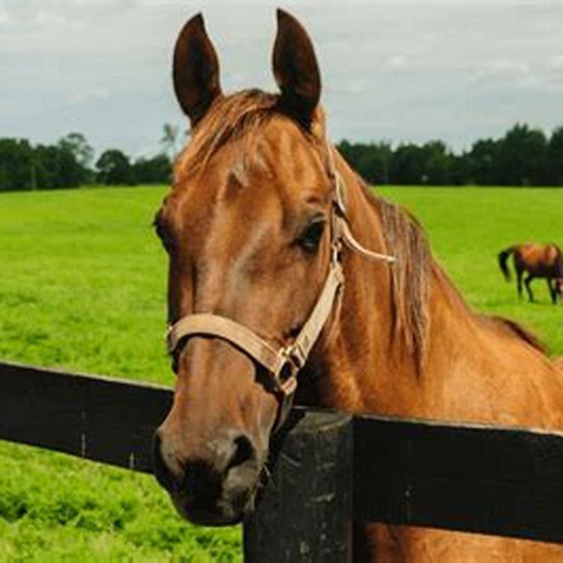 What Is Considered The Best Horse Breed