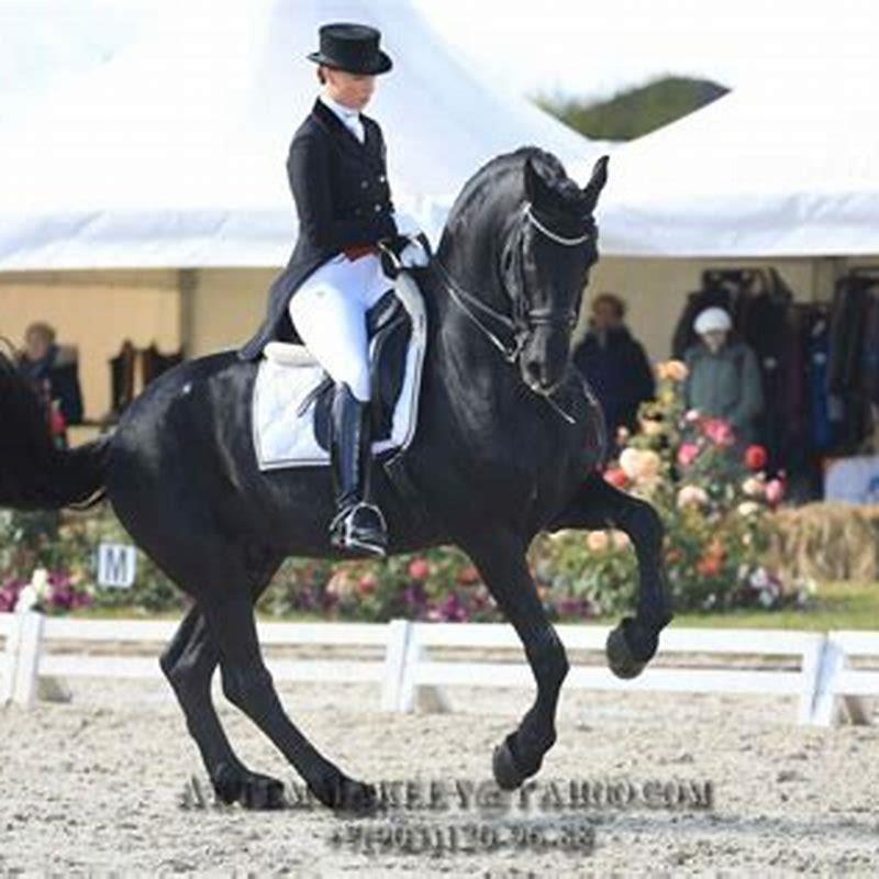 What horse did they have to put down at the Olympics?