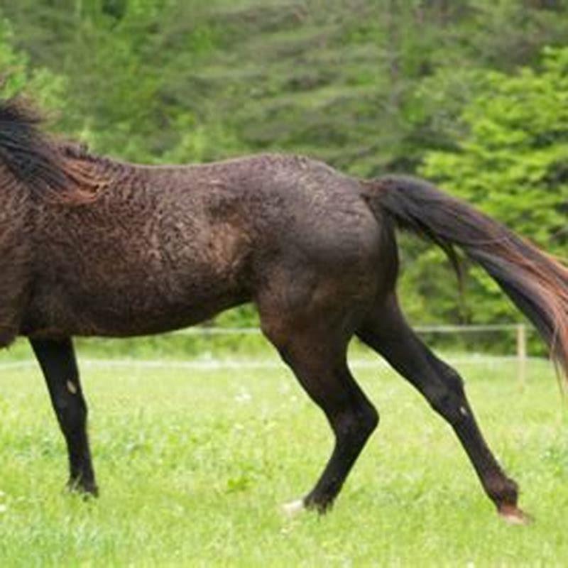 What horse is the rarest?