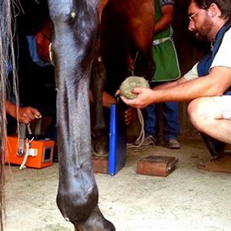 What horses did the Spanish bring to America?