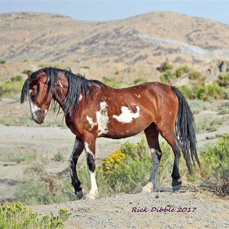 What horses live the longest?