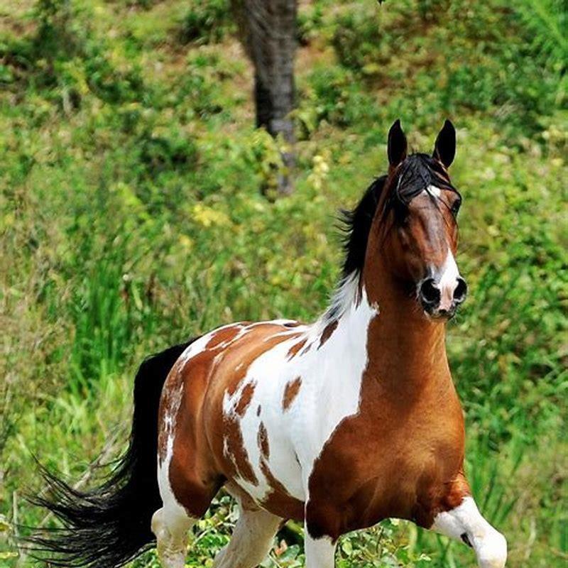 What is a Brazilian horse?