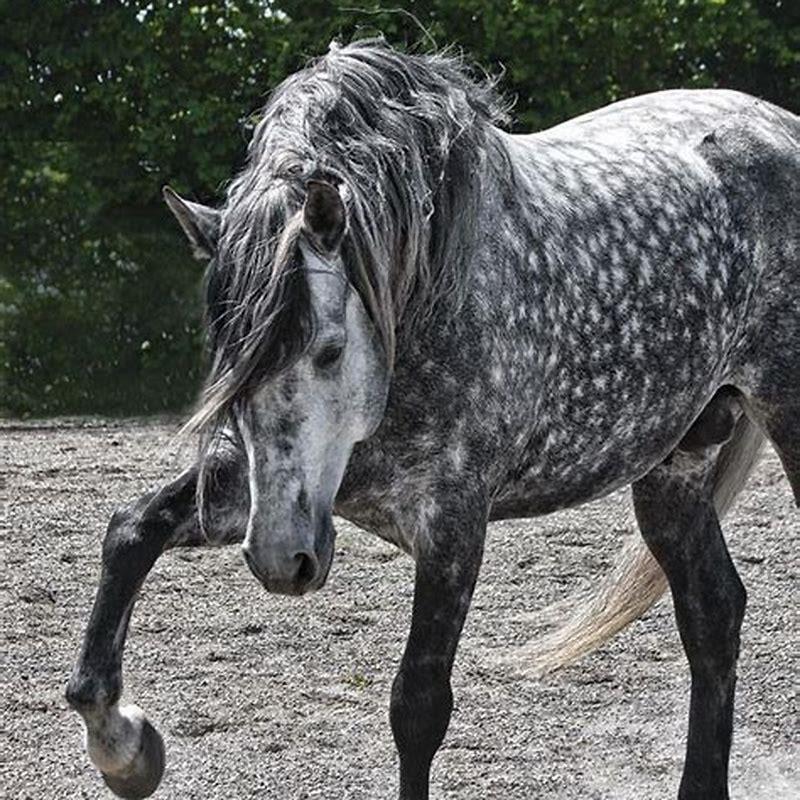 What is a dappled horse called? DIY Seattle