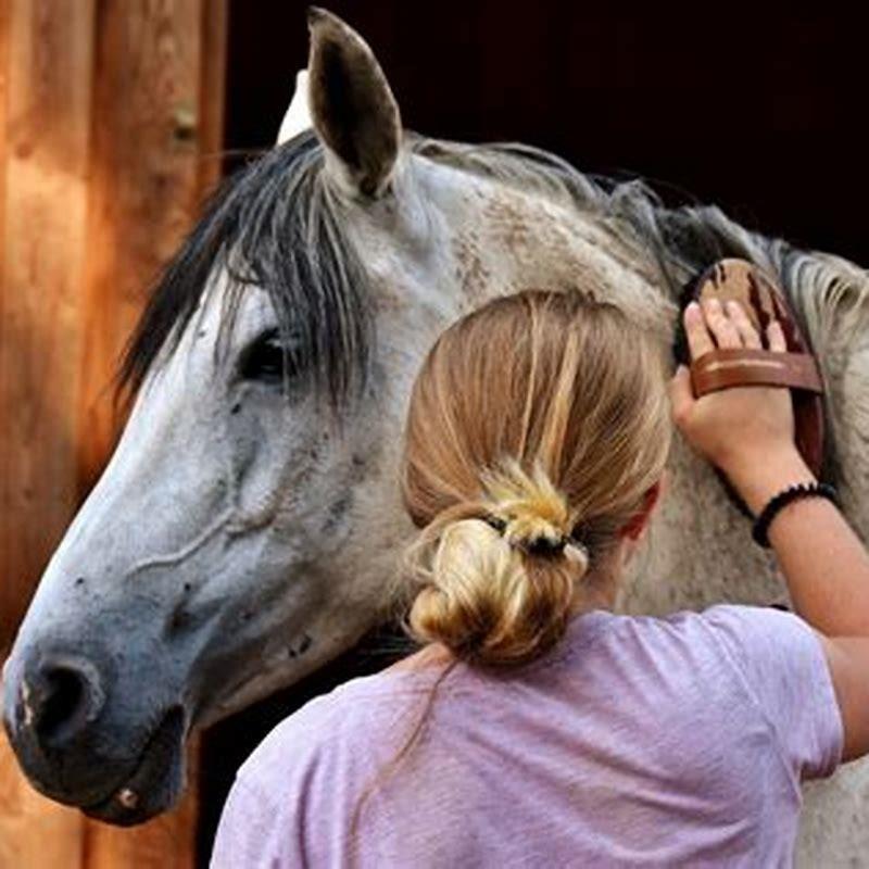 What is a full groom for horses?