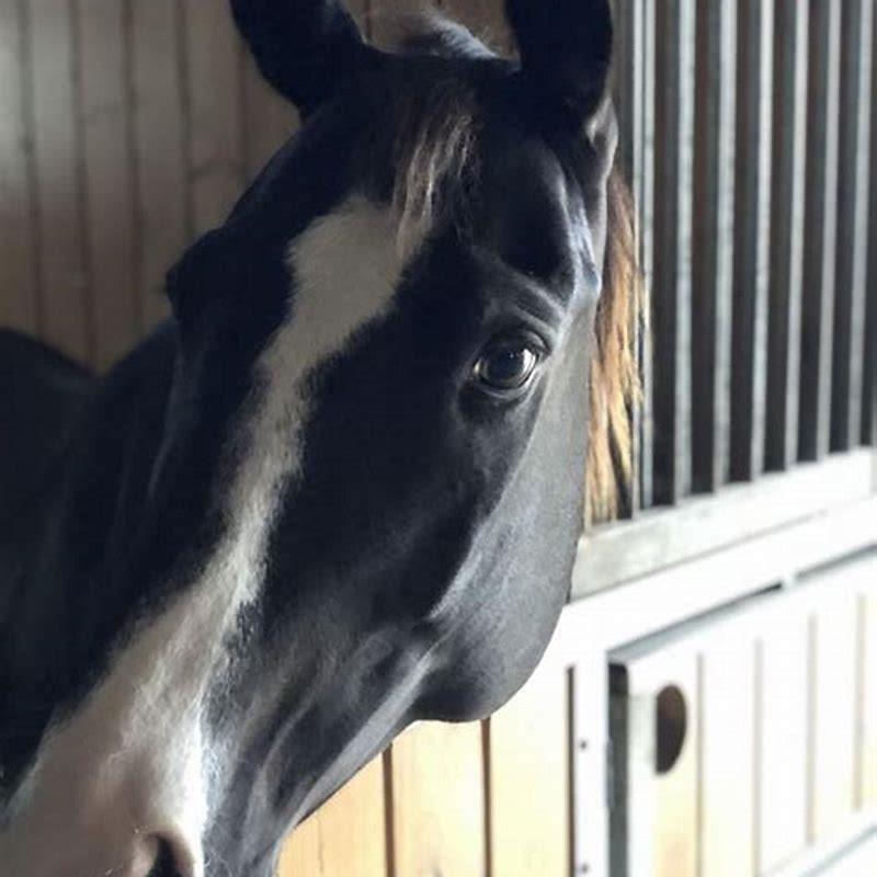 What is a good treat for horses?