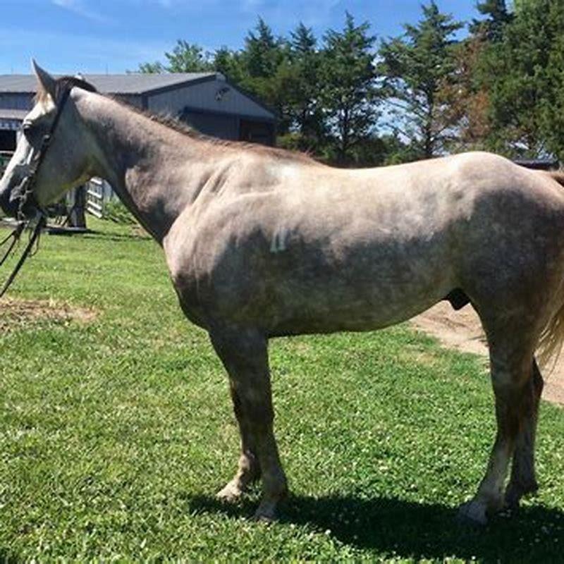 What is a grade quarter horse?