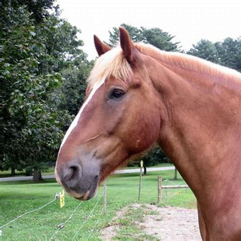 What is a horse husband?