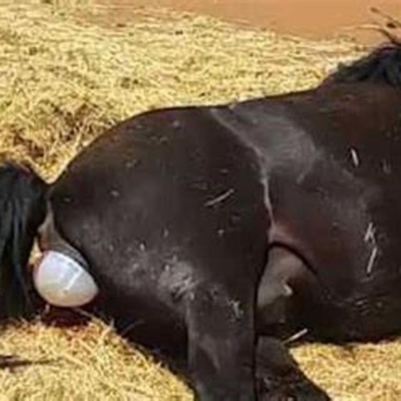 What is a horse Vigina?