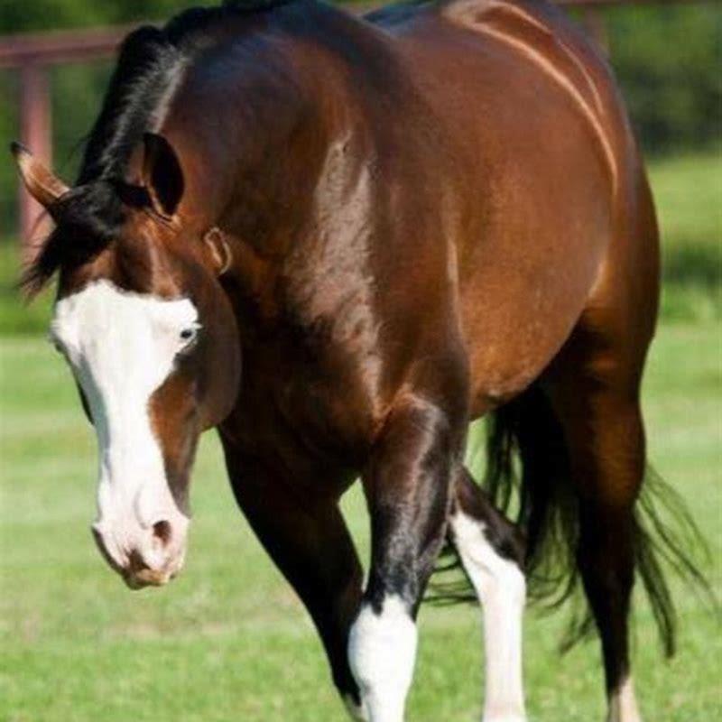 What is a mixed breed horse called?